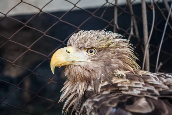 Eagle Close Up Portrait — Stock Photo, Image