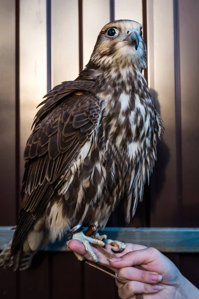 Saker falcon portreit — Stock Fotó