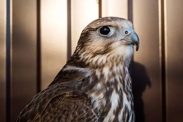 Saker falcon portreit — Stok fotoğraf