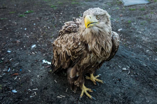 The eagle sits on the ground — Stock Photo, Image