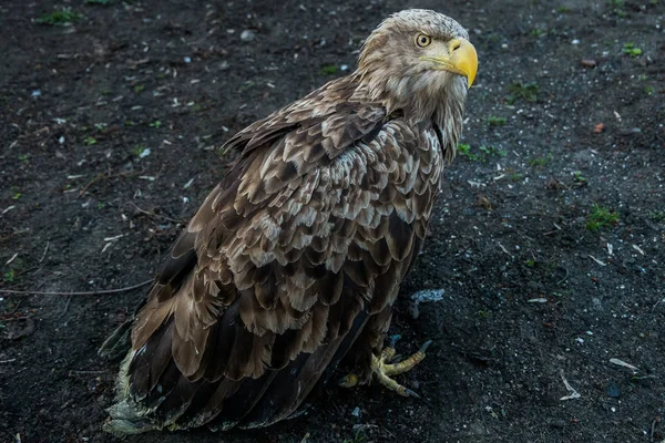 The eagle sits on the ground — Stock Photo, Image