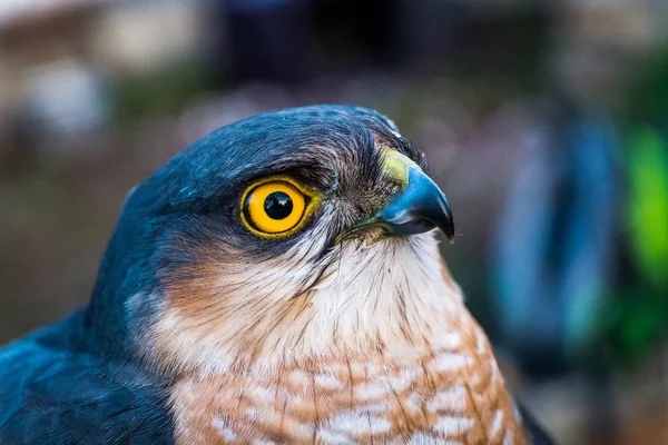 Porträtt av sparrow hawk — Stockfoto