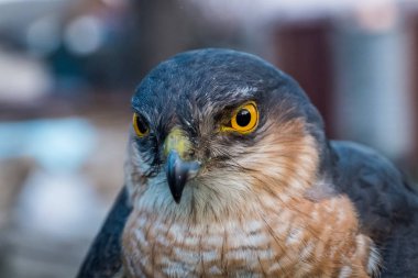 Serçe hawk portresi