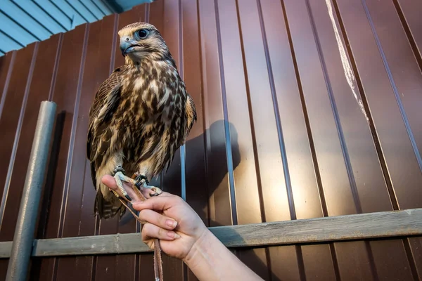 Saker falcon portreit — Stockfoto
