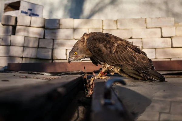 Portrét pernis apivorus — Stock fotografie