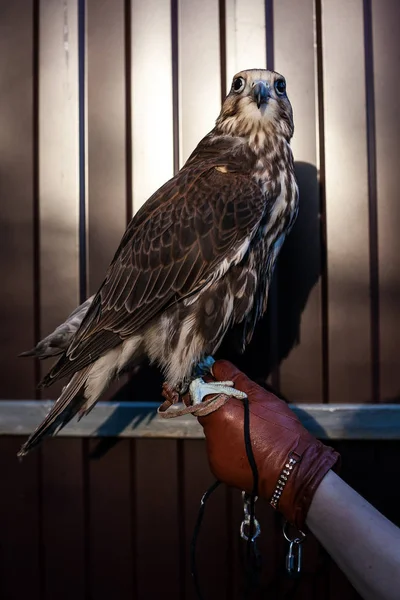 Saker falcon portreit — Stok fotoğraf