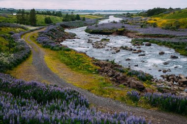 Yazın İzlanda 'da Reykjavik yakınlarındaki lupine tarlalarında küçük bir nehir.