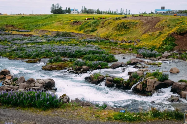 夏天在冰岛雷克雅未克附近的卢平田里的一条小河 — 图库照片