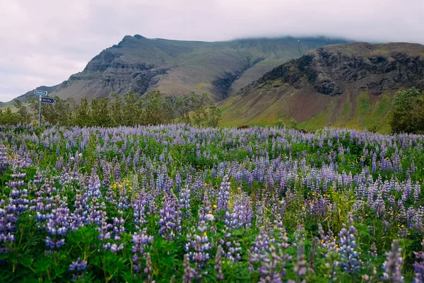 Πεδίο Του Μωβ Λούπινα Στην Ισλανδία Μια Συννεφιασμένη Ημέρα Κοντά — Φωτογραφία Αρχείου