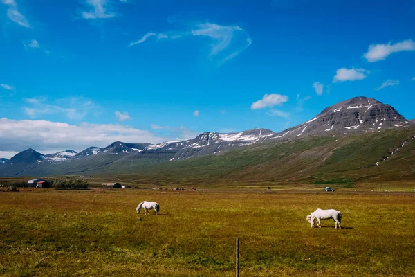 Dos Caballos Blancos Islandeses Pastan Campo Verde Sobre Fondo Las —  Fotos de Stock