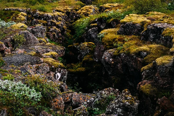 Тектонический Разлом Национальном Парке Икеланд Летом Солнечную Погоду Мох Скалы — стоковое фото