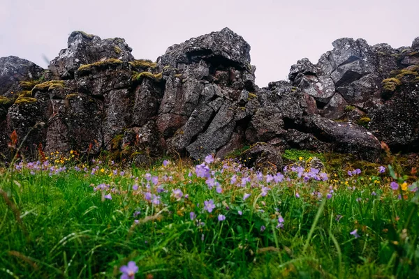 Hierba Flores Púrpuras Fondo Rocas Parque Nacional Verano Islandia —  Fotos de Stock