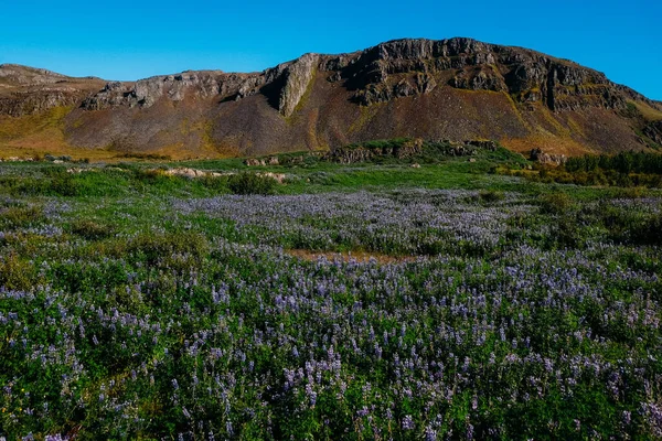 Зеленое Поле Фиолетовыми Лупинами Фоне Вулканических Гор Исландии Летом — стоковое фото