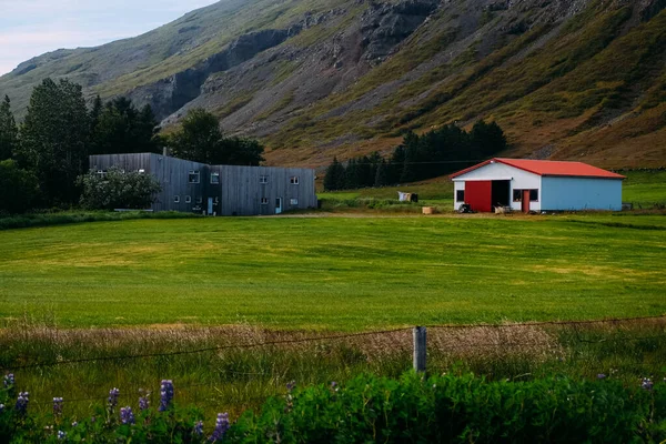 Cozy modern design farm and barn with a red roof against the backdrop of mountains in Iceland in summer