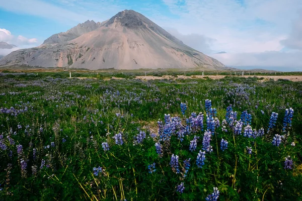 Rét Zöld Mező Lila Csillagfürtökkel Egy Kihalt Izlandi Vulkán Hátterében — Stock Fotó