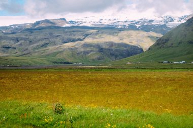 Yaz mevsiminde İzlanda 'da otlamak için taze yeşil çimenler.