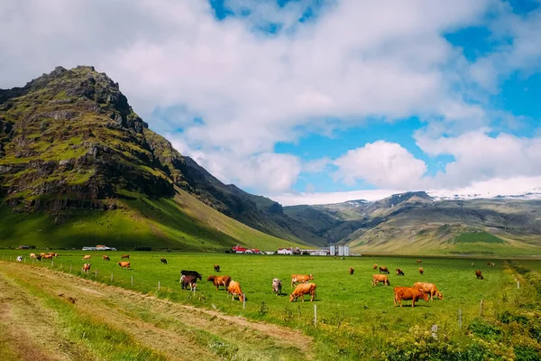 Una Manada Vacas Pastando Prado Fondo Una Granja Lechera Montañas —  Fotos de Stock