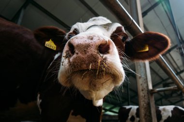 Modern bir ahırda beyaz-kahverengi bir ineğin portresi.