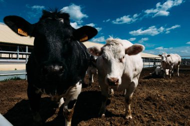 Bir ahırda duran, etle beslenmiş şişko bir boğanın portresi.