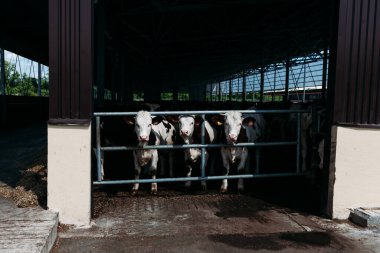 Modern bir ahırda beyaz-kahverengi bir ineğin portresi.