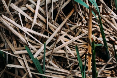 Nehir kenarındaki sarı kuru otlar geçen yılın baharı kırılmış ve kırışmış.