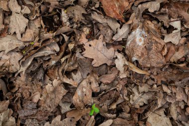 Desen dokusu geçen yıl bahar ormanında kuru yeşillik.