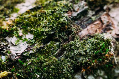 Yeşil yosun deseni ormandaki eski bir ağaç gövdesine yakın çekim yapıyor.