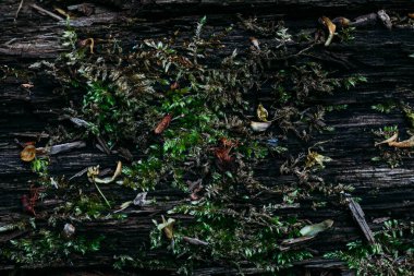 Yeşil yosun deseni ormandaki eski bir ağaç gövdesine yakın çekim yapıyor.