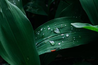 İlkbahar ormanlarında yağmurdan sonra sulu bitkilerin yeşil kökleri üzerindeki çiy damlaları