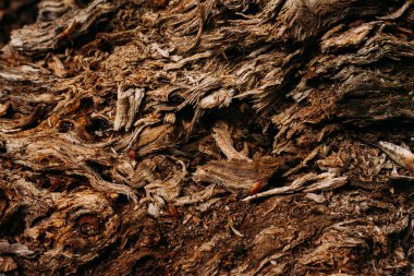 Eski ahşap parçalarının kahverengi desenleri ormanda yakın çekim yapıyor.