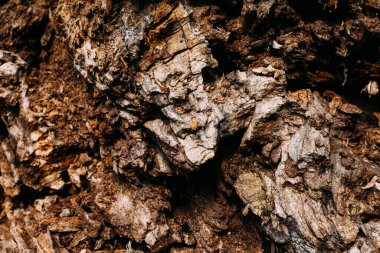 Eski ahşap parçalarının kahverengi desenleri ormanda yakın çekim yapıyor.