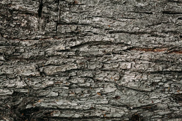 夏の森の中で古い木を茶色のテクスチャパターン — ストック写真