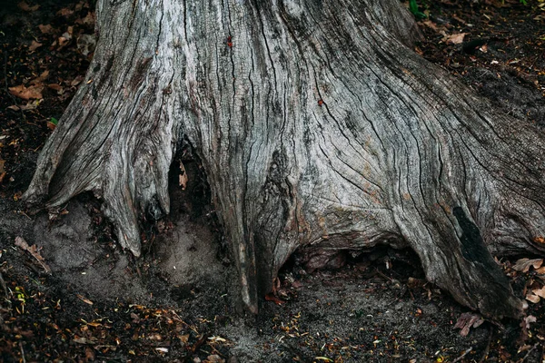 Текстура Візерунка Старих Коренів Дерева Лісі — стокове фото