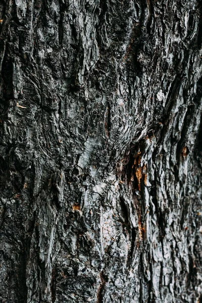 Текстурированная Текстура Коричневого Дерева Летнем Лесу — стоковое фото
