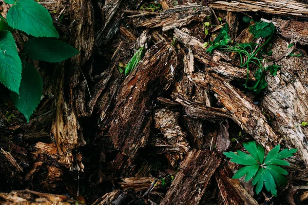 Texture Brun Motif Vieux Copeaux Bois Écorce Tourné Près Forêt — Photo