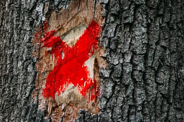 Червоний Хрест Знак Корі Стовбур Сокири Пошкоджене Дерево Лісі — стокове фото