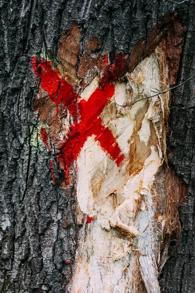 Czerwony Znak Krzyża Krze Pniu Zniszczonego Siekierą Drzewa Lesie — Zdjęcie stockowe