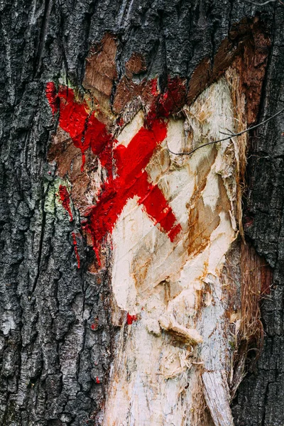 Marque Croix Rouge Sur Écorce Tronc Hache Endommagé Dans Une — Photo