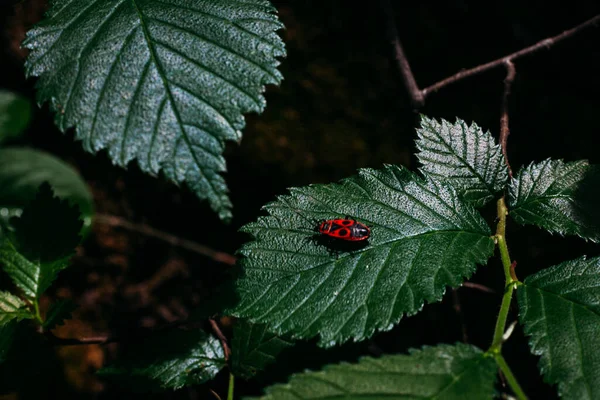 Muster Textur Sattgrün Junges Laub Frühlingssonnenlicht Einem Wald — Stockfoto