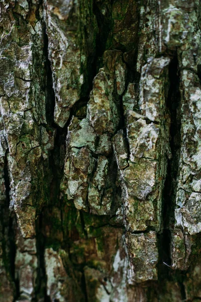 Texture Motif Brun Vieux Bois Dans Forêt Été — Photo