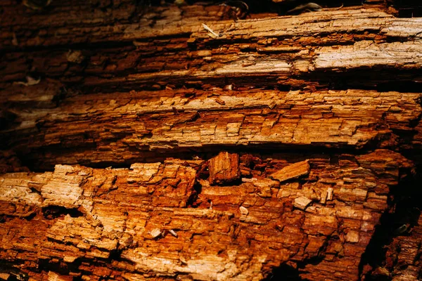 森の中で撮影された古い木のチップ樹皮の茶色のパターンの質感 — ストック写真