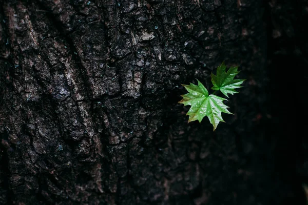 Small Fragile Green Sprout Rough Bark Tree Forest — Stock Photo, Image