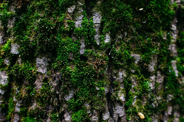 Texture Pattern Green Moss Shot Close Old Tree Trunk Forest — Stock Photo, Image