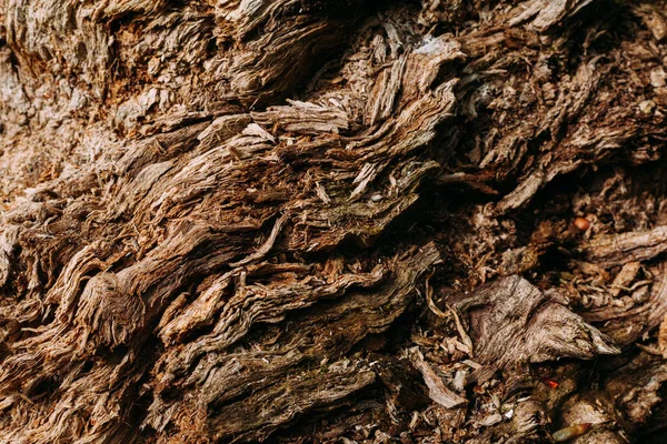 Коричневый Узор Текстуры Старой Древесной Щепы Коры Выстрел Близко Лесу — стоковое фото