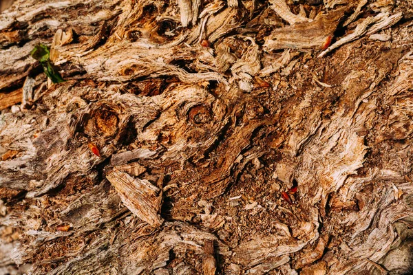 Коричневый Узор Текстуры Старой Древесной Щепы Коры Выстрел Близко Лесу — стоковое фото