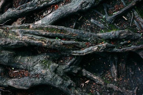 Mönsterstruktur Gamla Trädrötter Skogen — Stockfoto