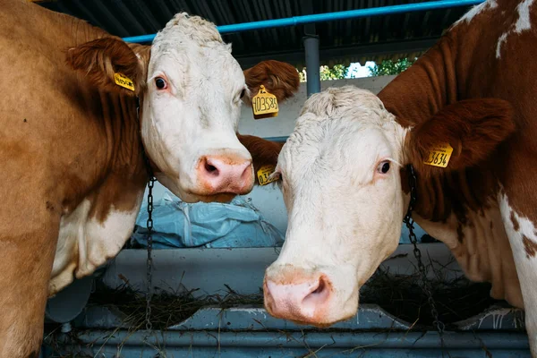 two brown-white cows standing in a stall on a farm near a feeding trough