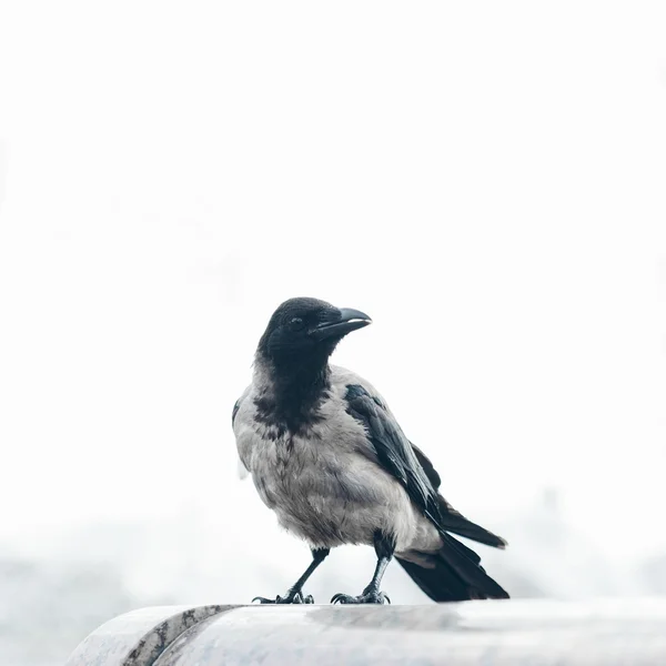 Corbeau assis et regardant — Photo