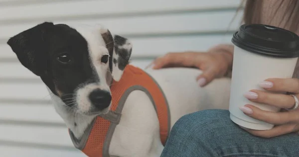 Köpeği olan kadın Jack Russell Terrier bankta oturuyor. — Stok fotoğraf