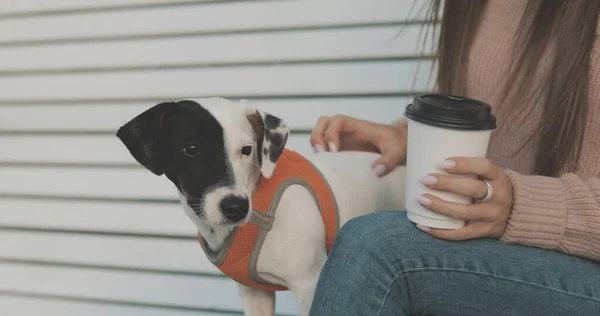 Köpeği olan kadın Jack Russell Terrier bankta oturuyor. — Stok fotoğraf